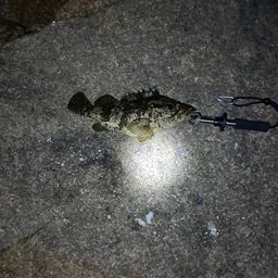 タケノコメバル