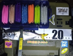 マアジの釣果