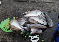 ウスバハギの釣果