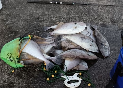 ウスバハギの釣果