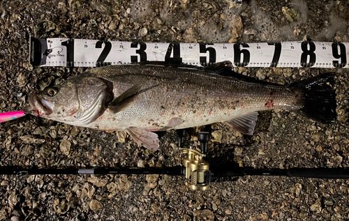 シーバスの釣果