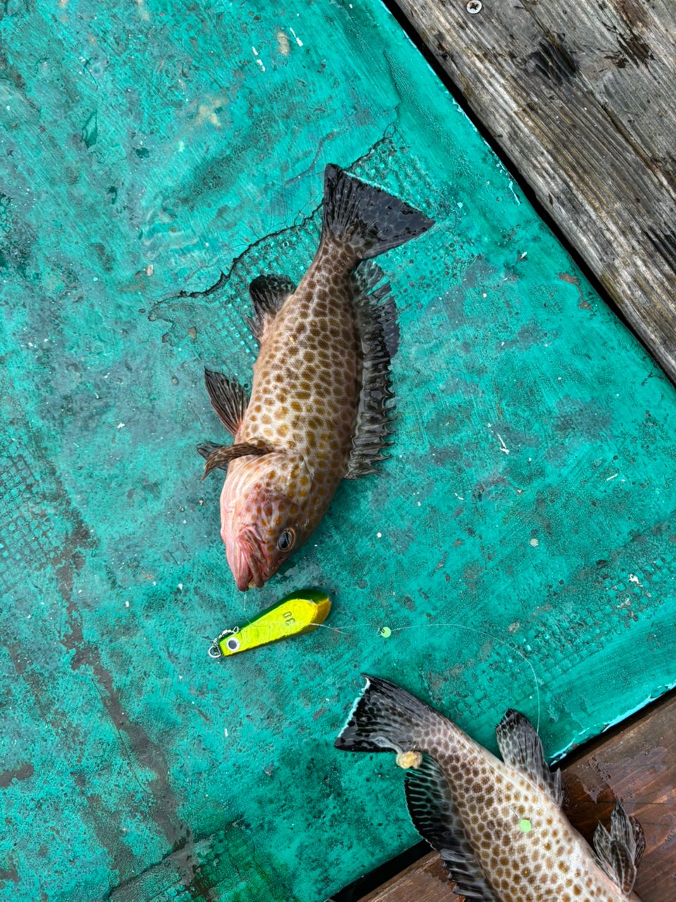 detakaさんの釣果 1枚目の画像