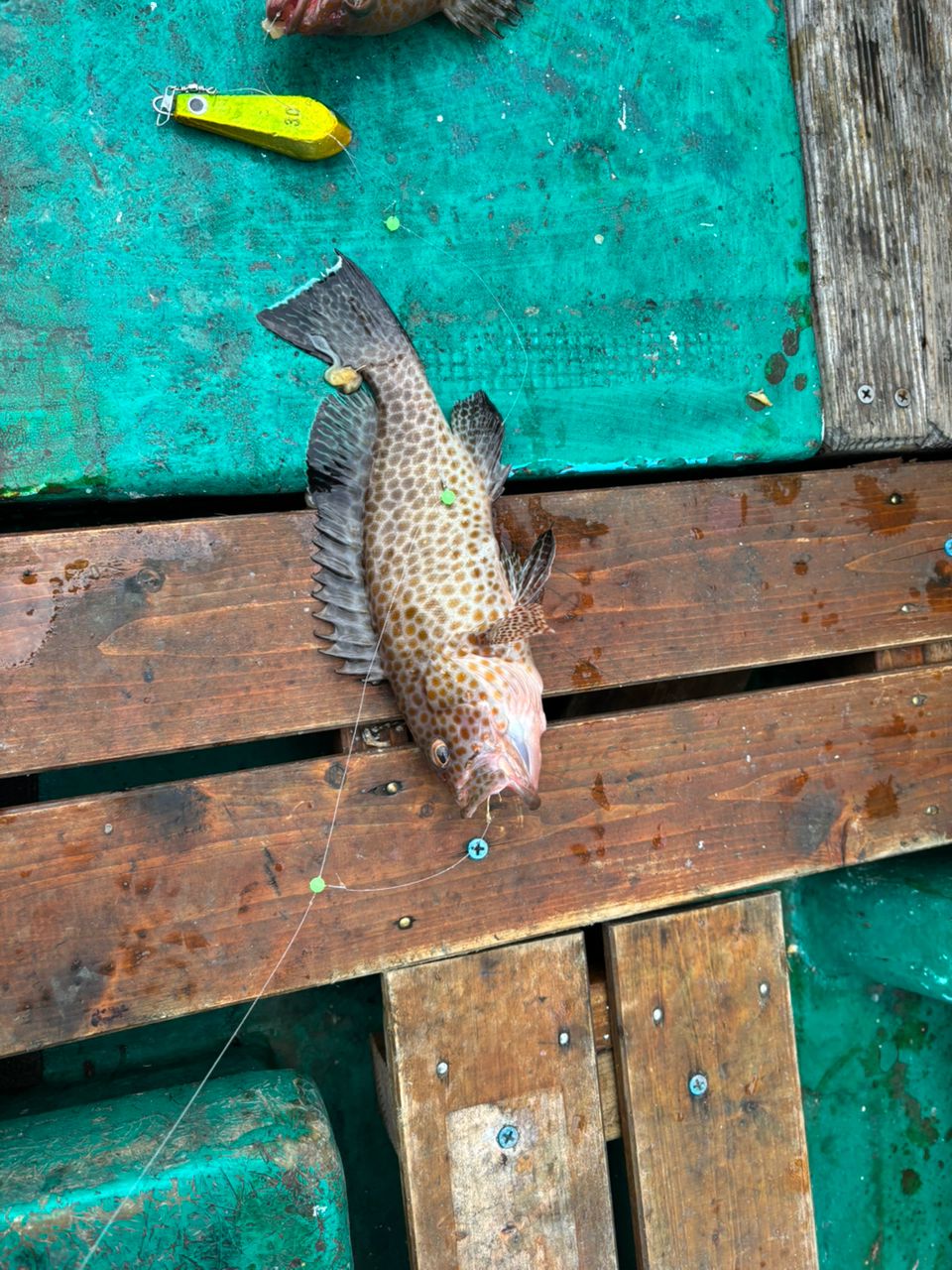 detakaさんの釣果 2枚目の画像