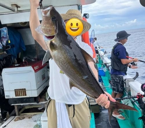 カンパチの釣果