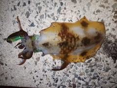 アオリイカの釣果