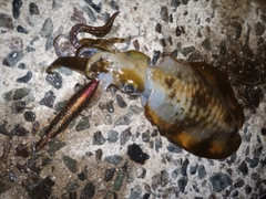 アオリイカの釣果