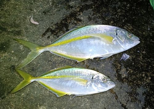 シマアジの釣果