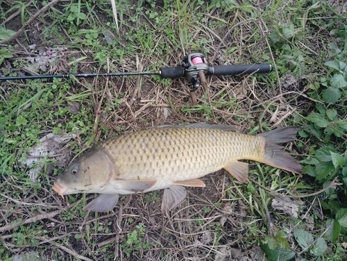 コイの釣果