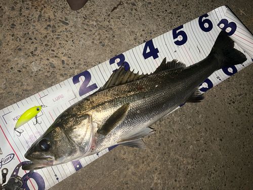 シーバスの釣果