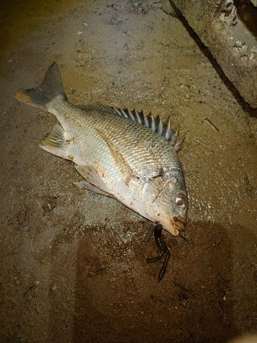 太田川河口（磐田）