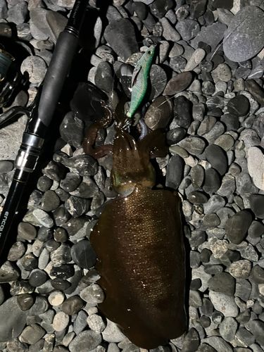 アオリイカの釣果