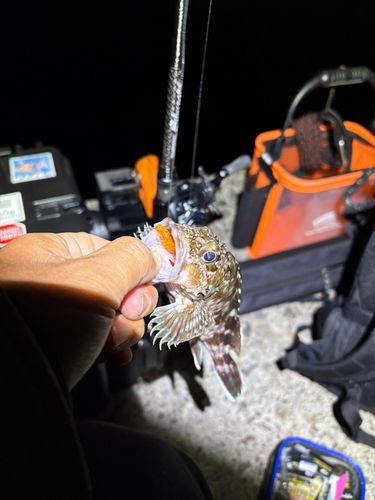カサゴの釣果