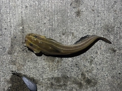 ゴンズイの釣果