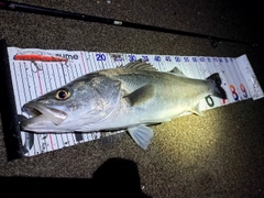 シーバスの釣果