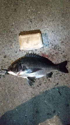 クロダイの釣果