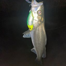 セイゴ（マルスズキ）