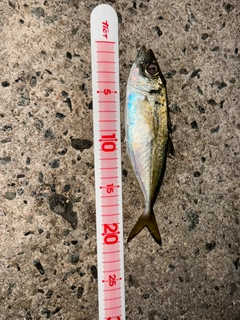 マアジの釣果