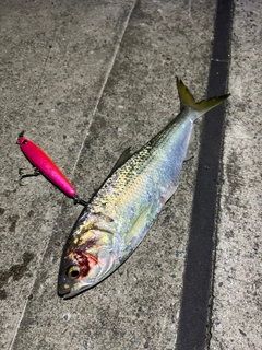 コノシロの釣果