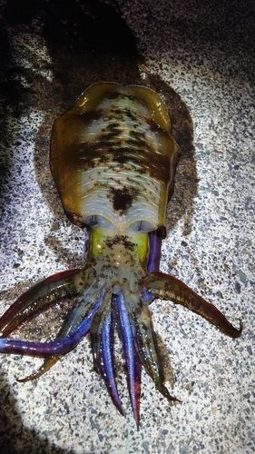 アオリイカの釣果