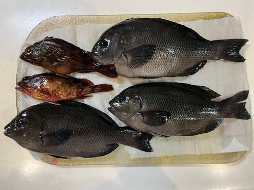 金沢水際線緑地（福浦岸壁）