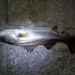 セイゴ（タイリクスズキ）