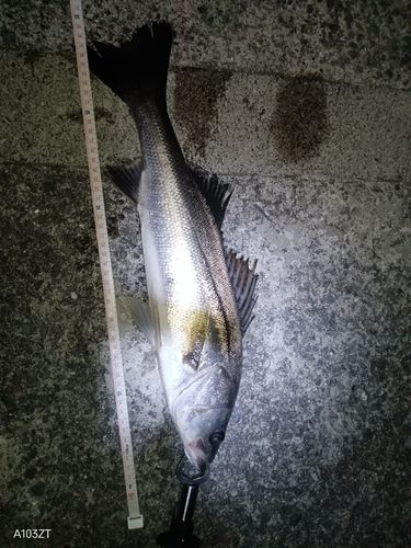 セイゴ（タイリクスズキ）の釣果