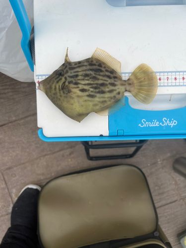 カワハギの釣果