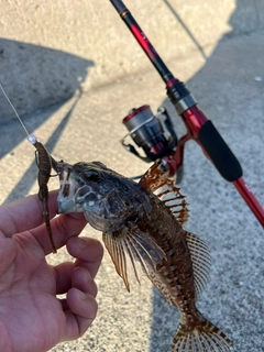アサヒアナハゼの釣果