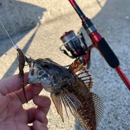 アサヒアナハゼ