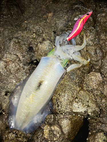 アオリイカの釣果