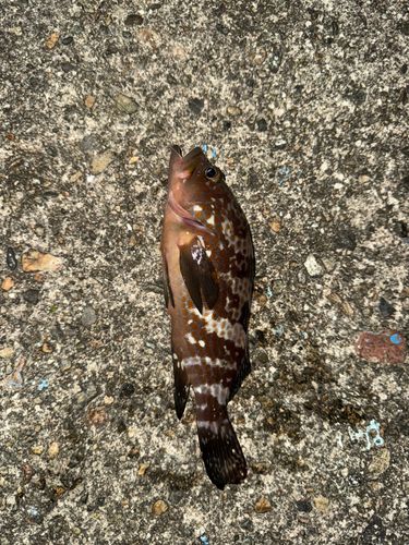 キジハタの釣果