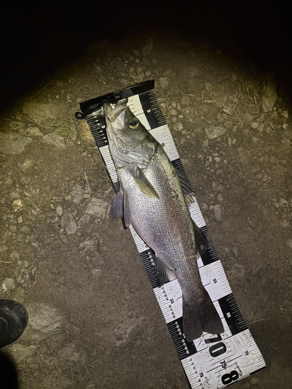 DAIWA 13ジグキャスター MX 106Hの最安値・インプレ・釣果 | 本音の