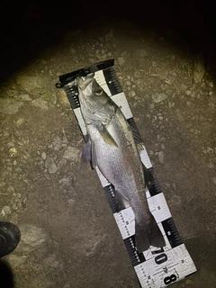 ヒラスズキの釣果