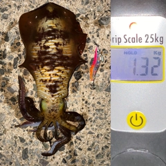 アオリイカの釣果