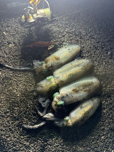 アオリイカの釣果