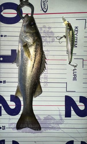 シーバスの釣果