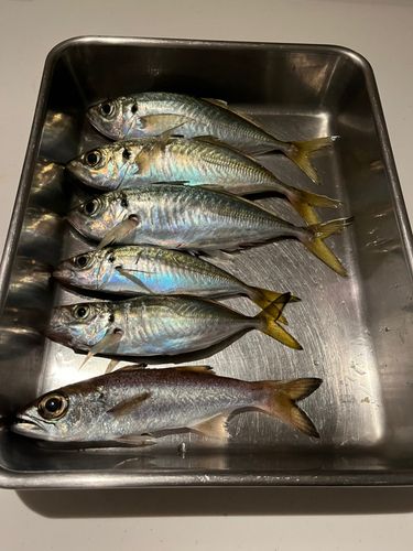 大黒ふ頭西緑地