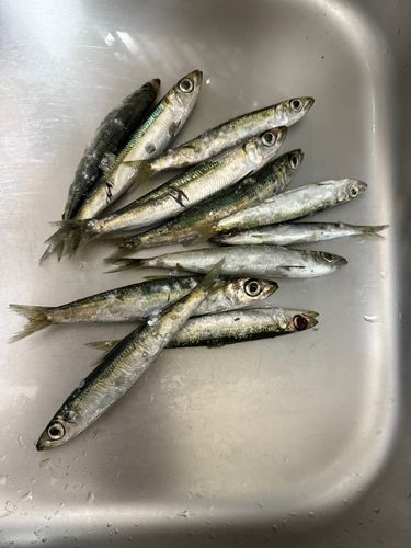 イワシの釣果