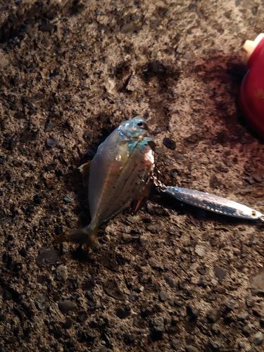 ヒイラギの釣果