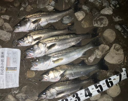 セイゴ（マルスズキ）の釣果