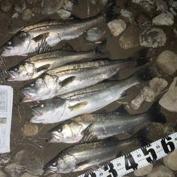 セイゴ（マルスズキ）