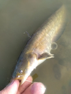 ナマズの釣果