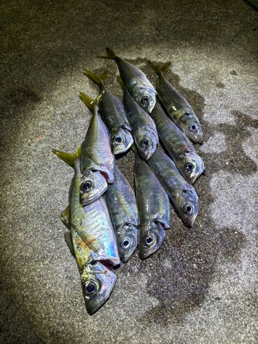 アジの釣果