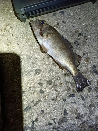 ウスメバルの釣果