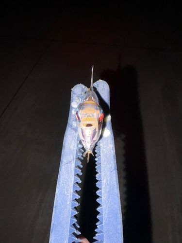 ヒイラギの釣果