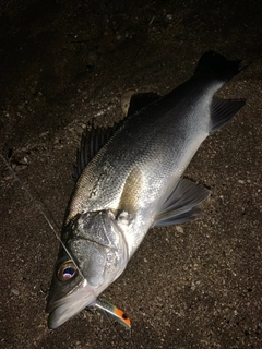 セイゴ（ヒラスズキ）の釣果
