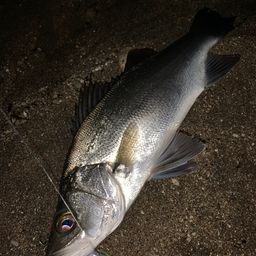 セイゴ（ヒラスズキ）