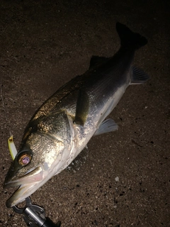 マルスズキの釣果