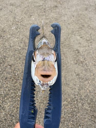 ヒイラギの釣果