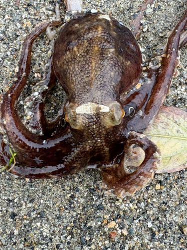 タコの釣果